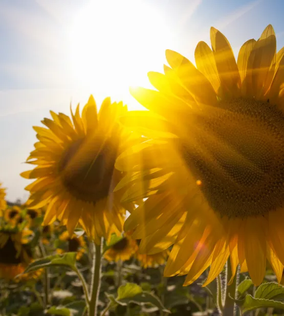Close up of sunflowers in field