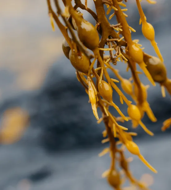 Norway Seaweed Story