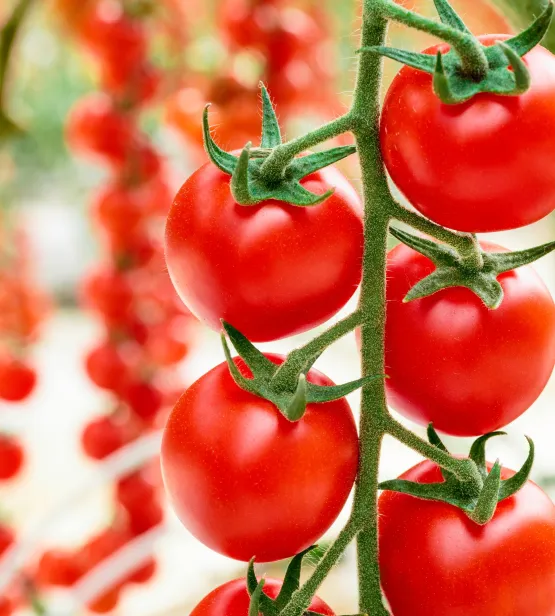 Tomato Cherye