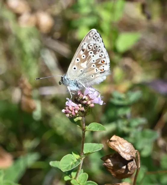 Blue butterfly