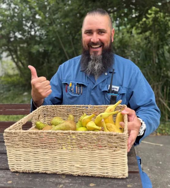 A basket of pears