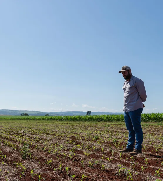 Agronomist in a cornfield in Brazil