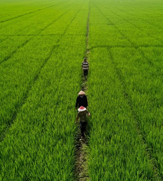 View of Indonesian rice fields