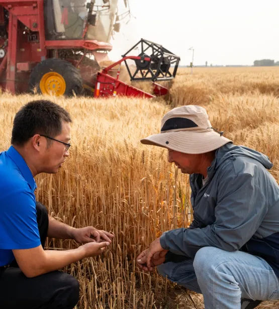 Agronomist and Farmer Checking Wheat