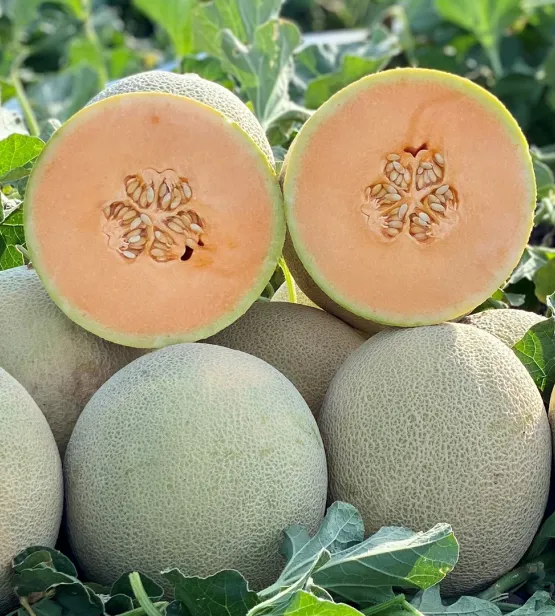 IDEAL Melon