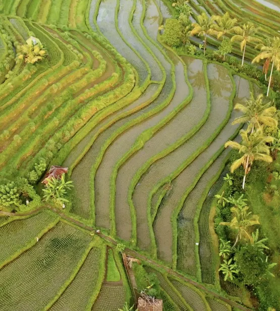 Rice terrace, Bali