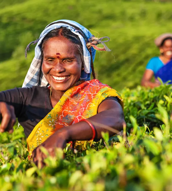 Tamil woman plucking tea leaves on plantation, Southern India