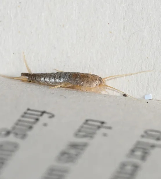 Syngent is help tackle silverfish in museums