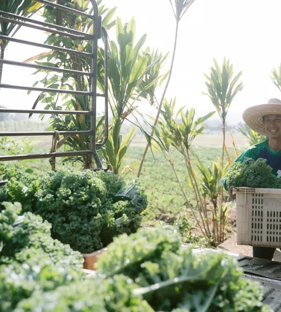 Thai farmer loading up freshly harvested crops