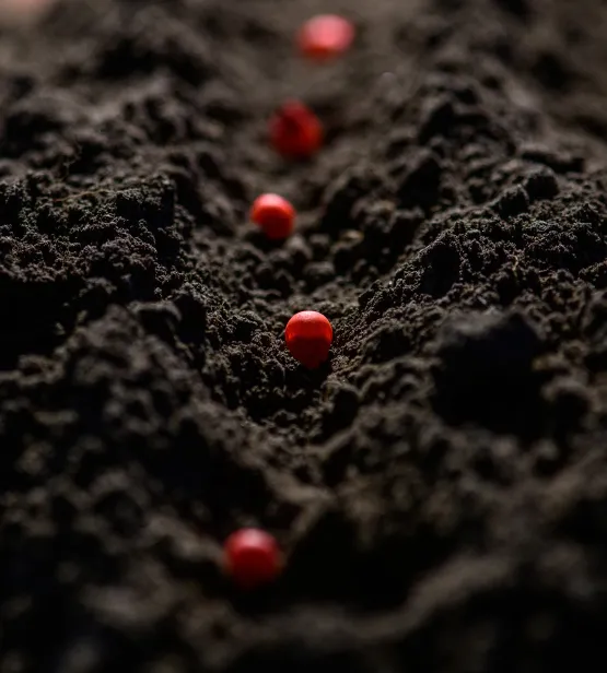 Corn seeds