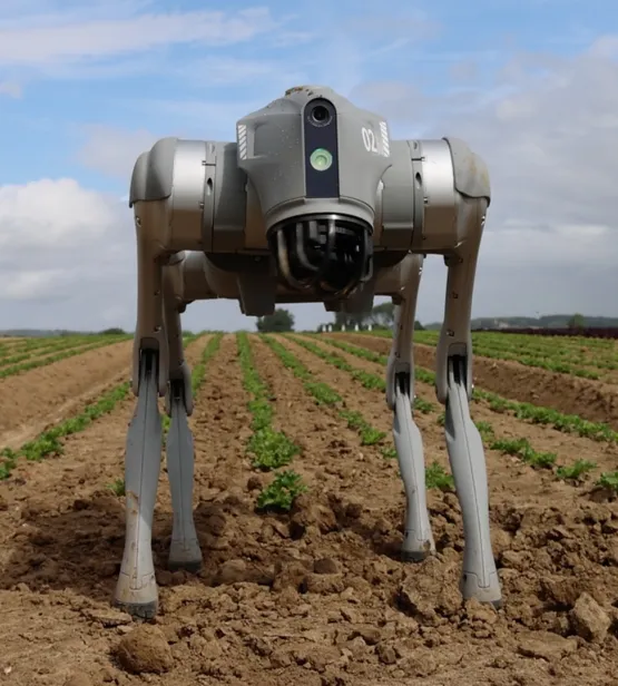 RoboDog in field