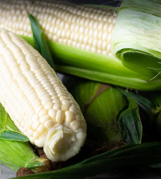 Glacial white sweet corn