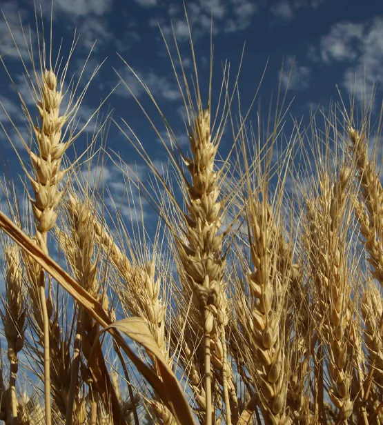 Syngenta Nampa Visit July 2022- Wheat