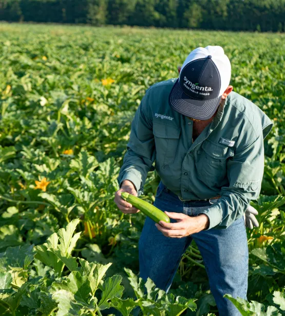 Syngenta product specialist at a zucchini field