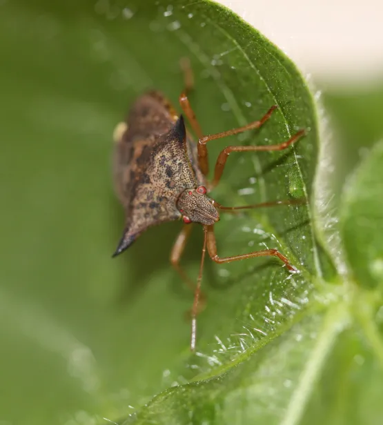 Euschistus heros on soybean