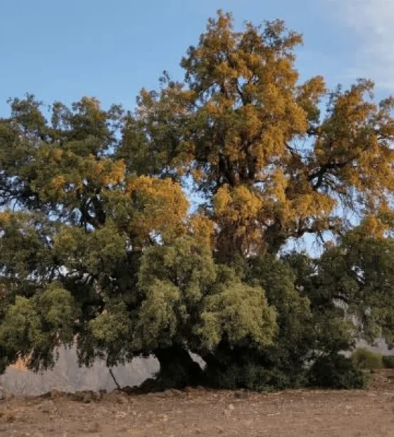 quillaja-saponaria-tree-in-chile-with-andes-mountains-in-the-background