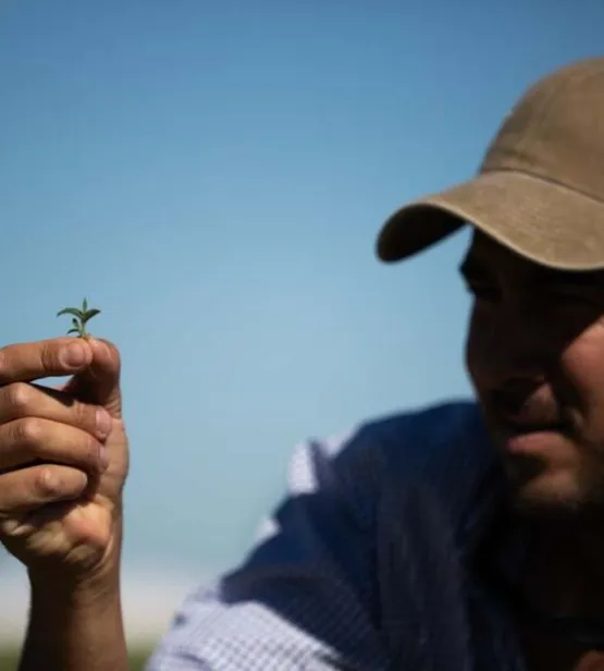 Farmer looking at untreated soybean crops with weeds