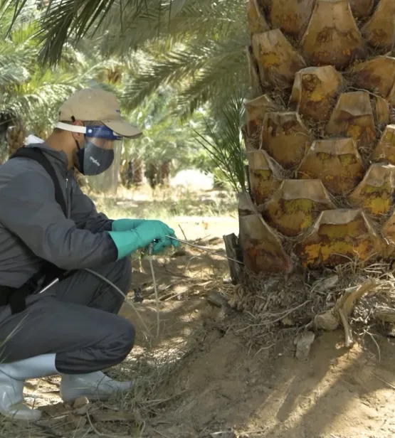 Injecting the palm tree with Revive