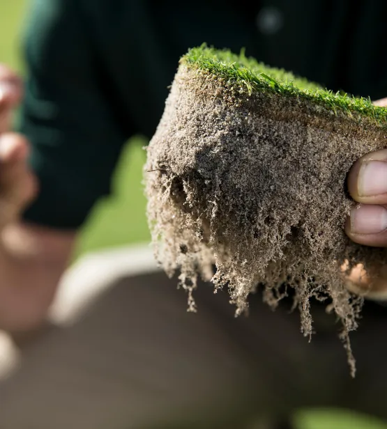 Checking the turf roots