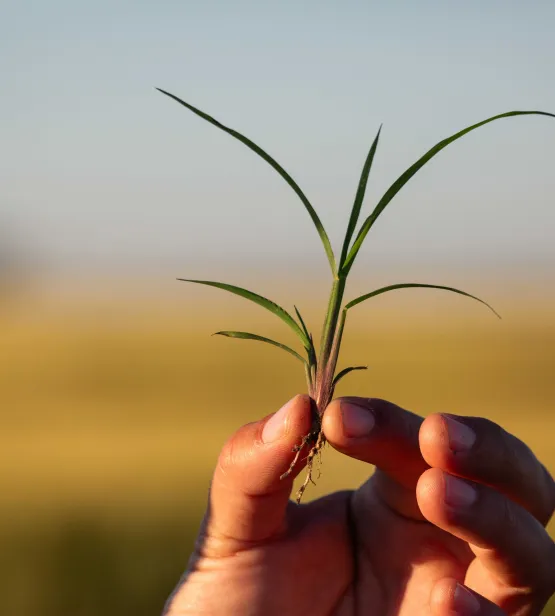 Echinochloa colona weeds