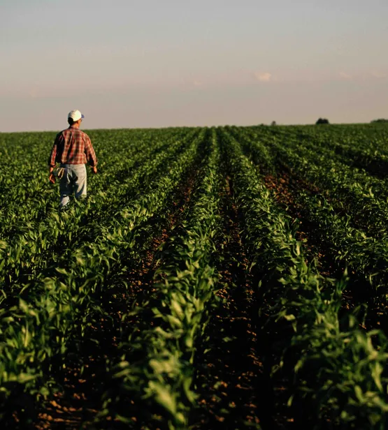 Man walking through cornfield, rear view