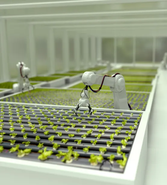 Robots growing lettuce in a greenhouse