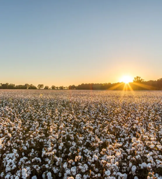 Cotton field dawn