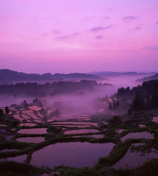 Rice paddies in the late evening