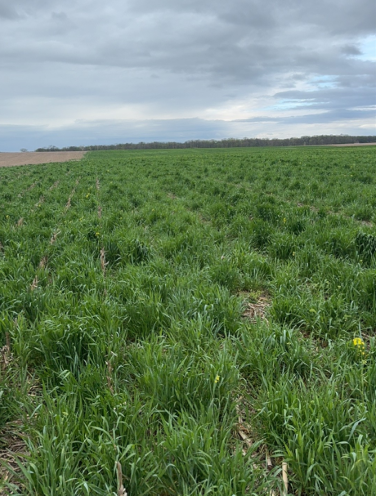 Cover crop rye
