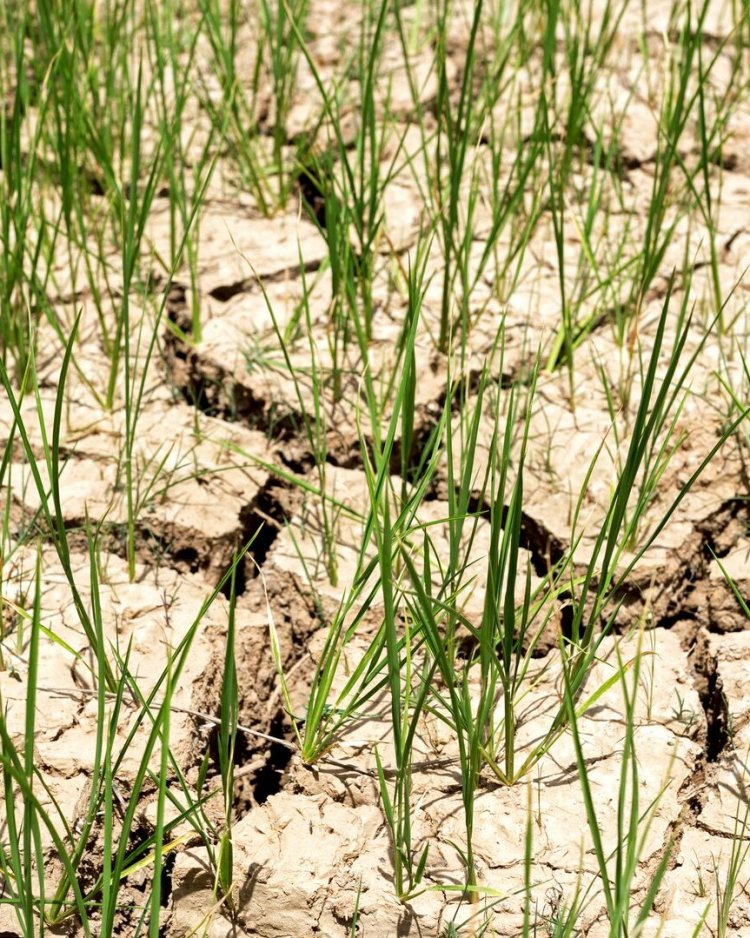 Rice seedlings growing on barren fields
