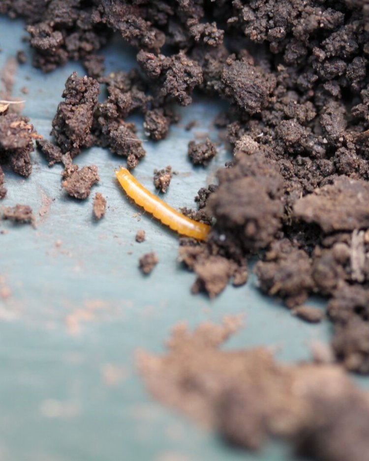 Wireworm on soil