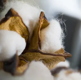 Cotton flower up-close