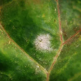 Powdery Mildew disease on cabbage