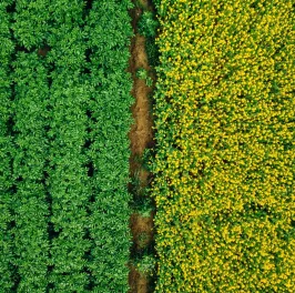 Aerial view of Rows of potato and rapeseed field. Yellow and green agricultural fields in Finland.