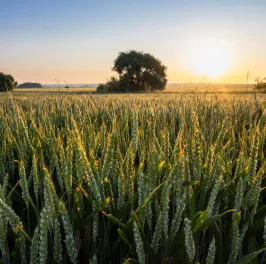 Wheat field in France
