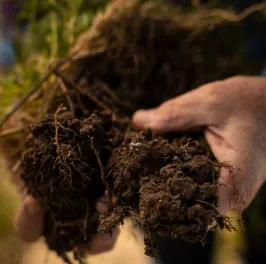 Healthy soil sample