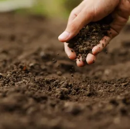 soil-health-before-planting-vegetable-seeds
