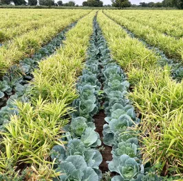 Intercropping Banner Image