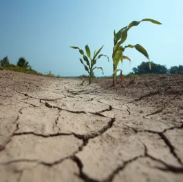 Drought conditions threaten corn crops