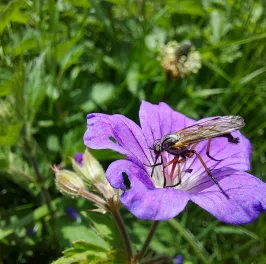 Pollinators and beneficials