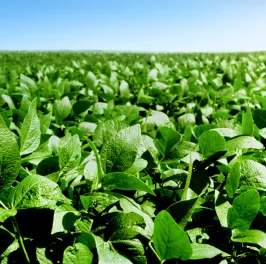 Soybean field