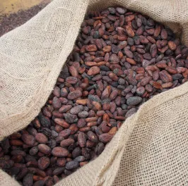 Cocoa beans