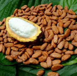 Raw cacao beans