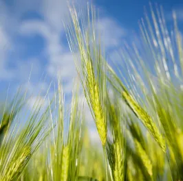 Spring Barley