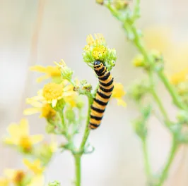 Caterpillar