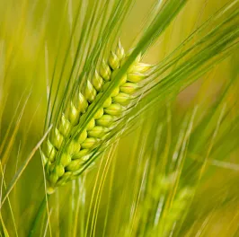 Six Row Barley