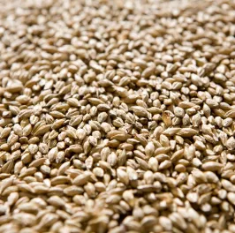 Barley seeds