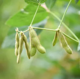 green-soybean