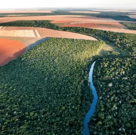 A Savana in Cerrado