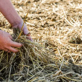 Mulching